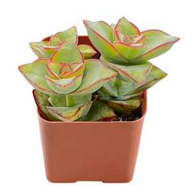 Crassula Perforata Subsp. Perforata mini ornamental plant  