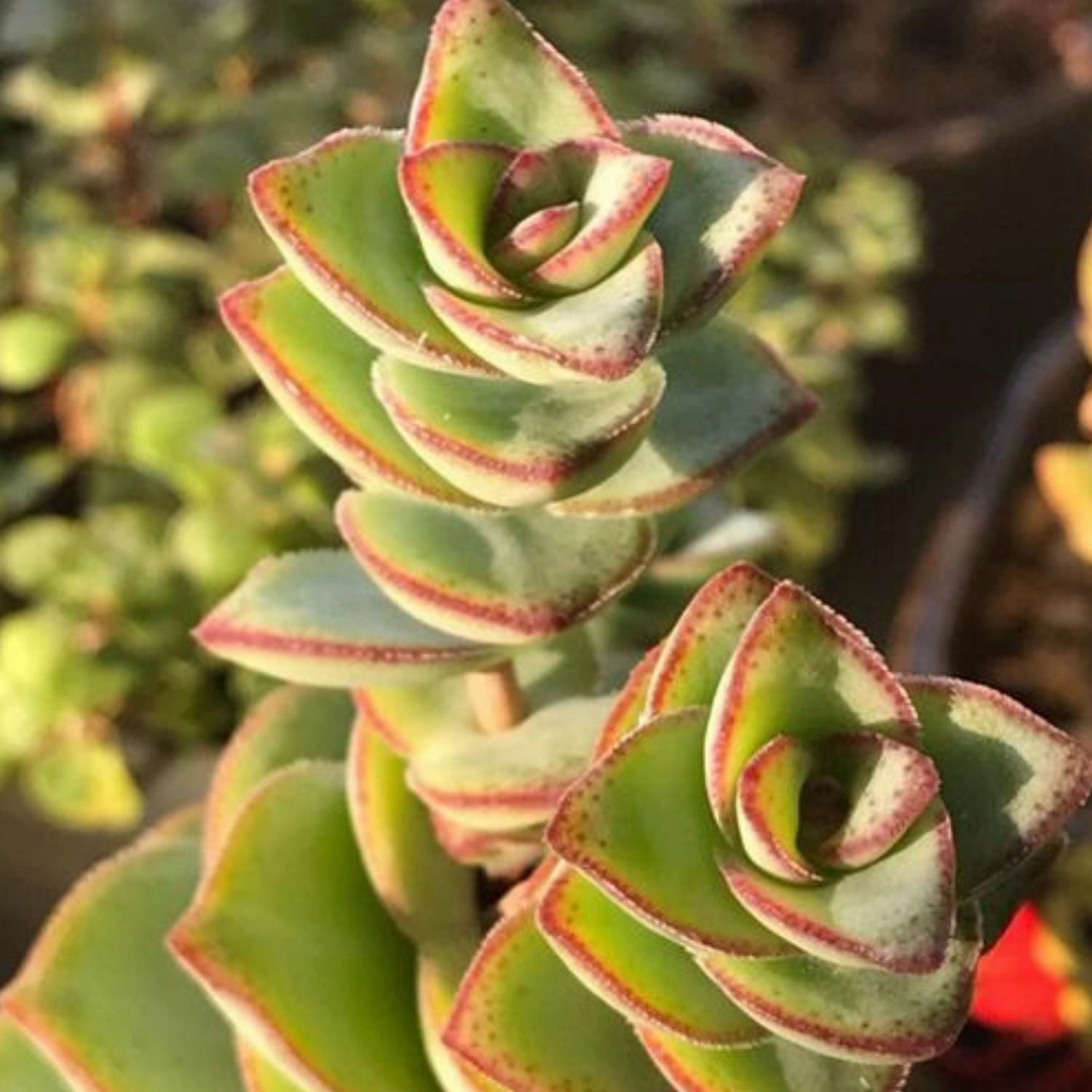 Crassula Perforata Subsp. Perforata