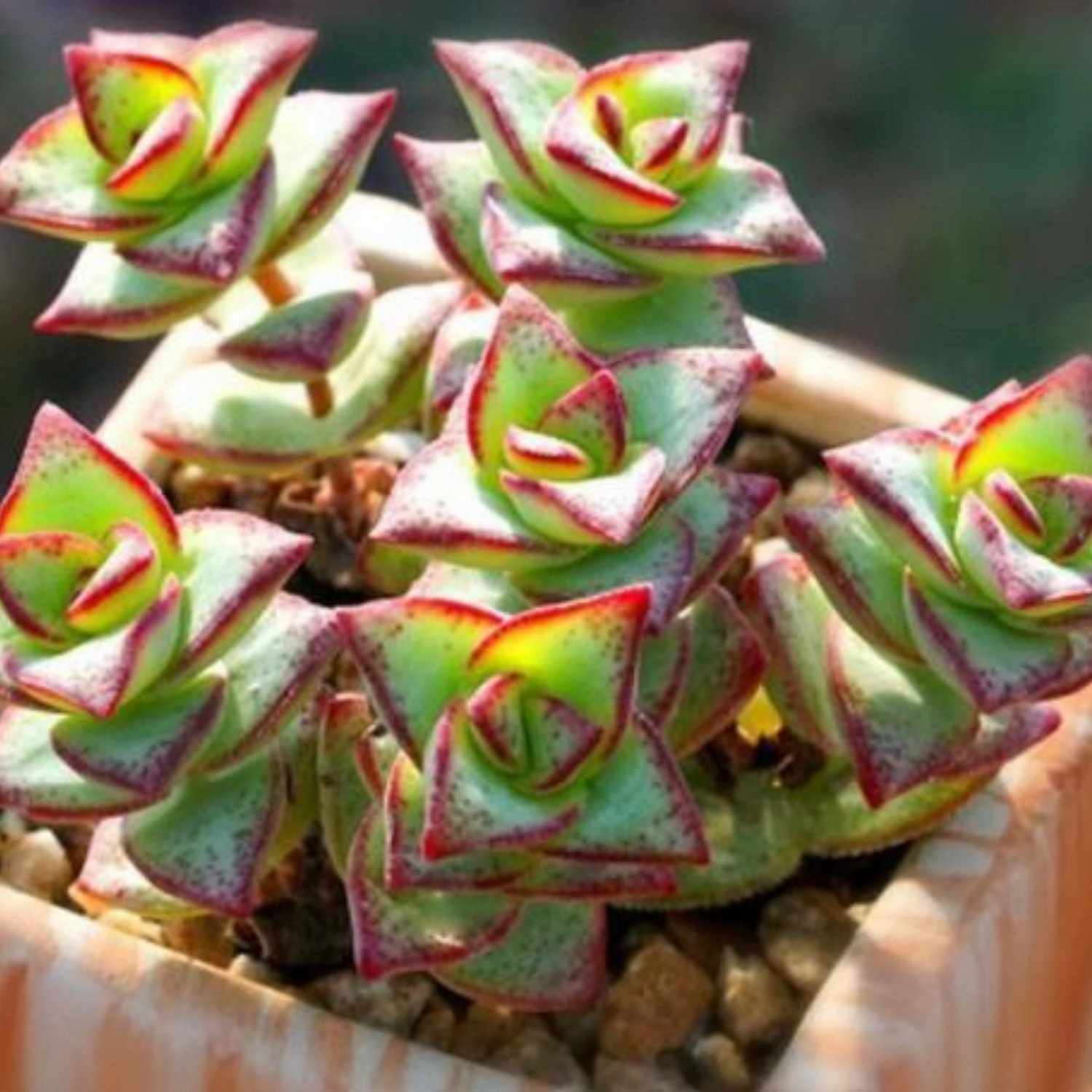 Crassula Perforata Subsp. Perforata