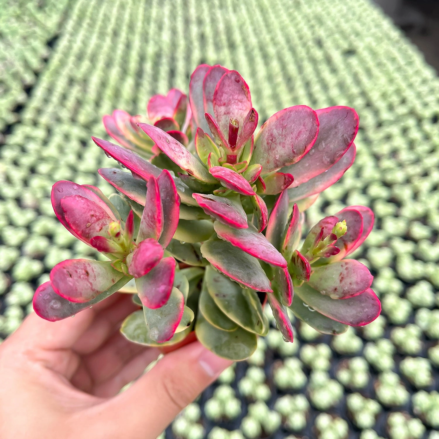 Crassula Platyphylla f. Variegata