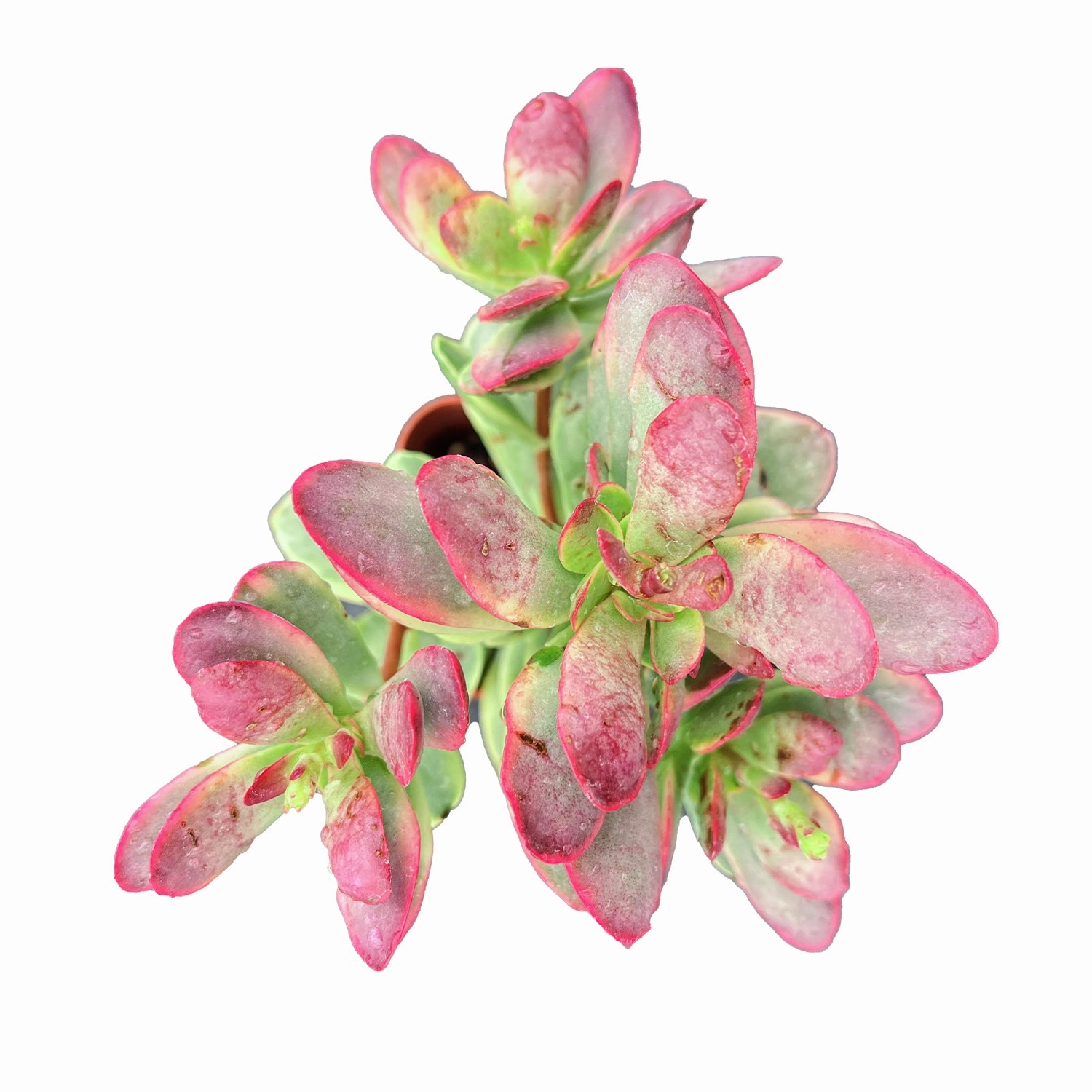 Crassula Platyphylla f. Variegata mini ornamental plant  