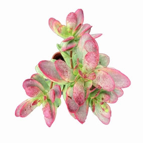 Crassula Platyphylla f. Variegata mini ornamental plant  