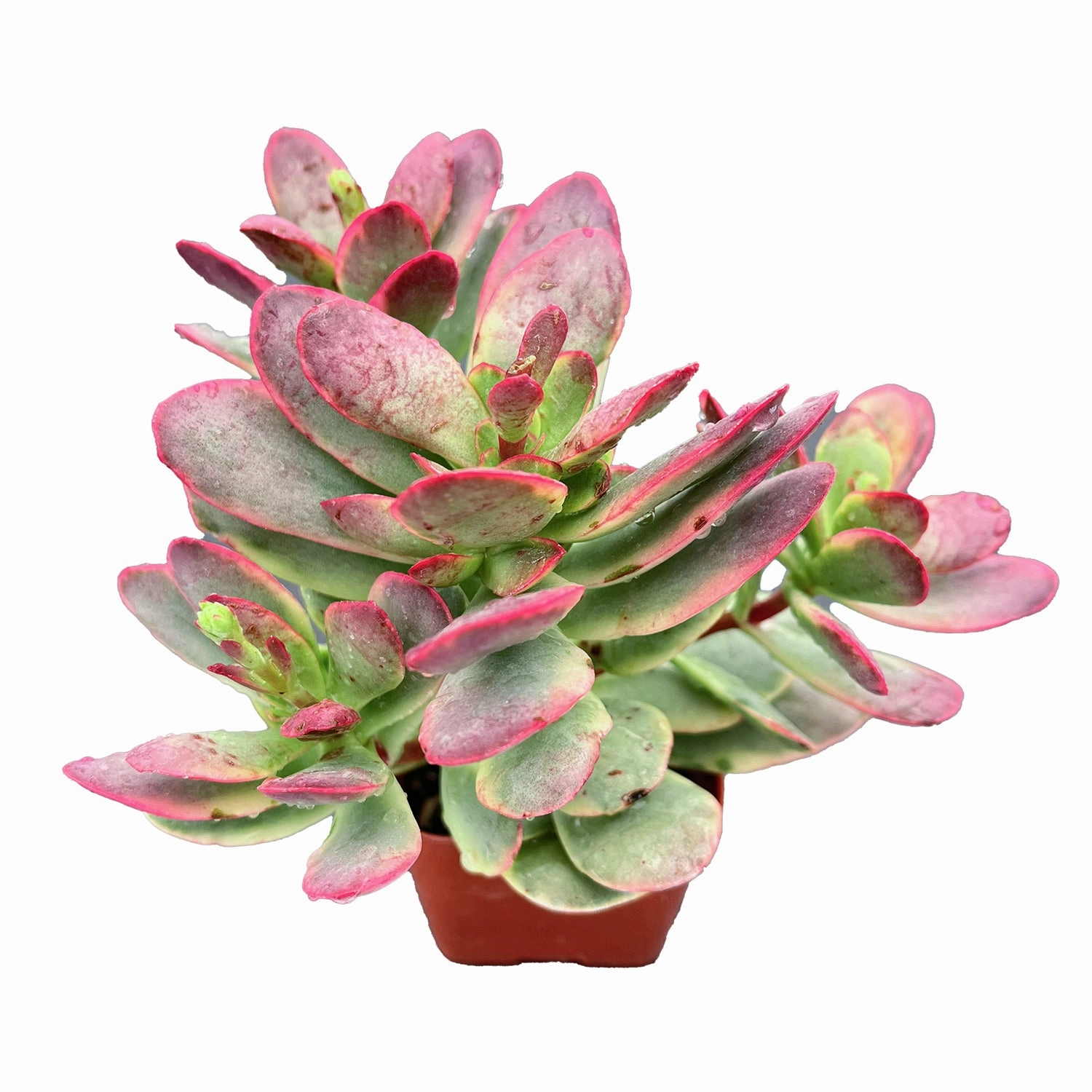 Crassula Platyphylla f. Variegata