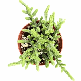 Crassula pyramidalis Thumb / Pagoda Mini Jade (4 inch) mini ornamental plant  
