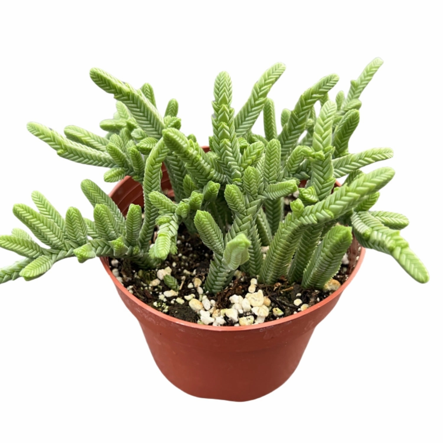 Crassula pyramidalis Thumb / Pagoda Mini Jade (4 inch)