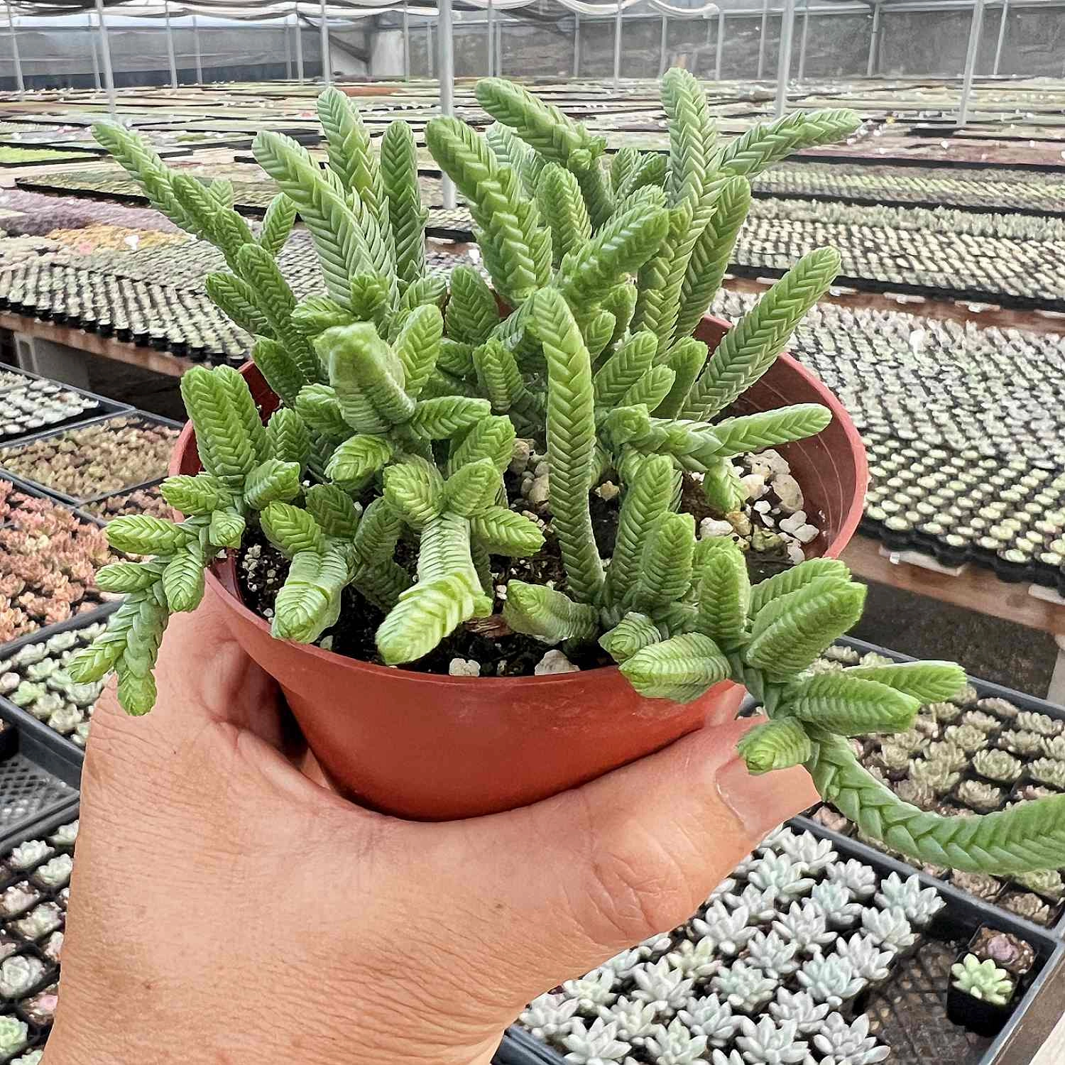 Crassula pyramidalis Thumb / Pagoda Mini Jade (4 inch)