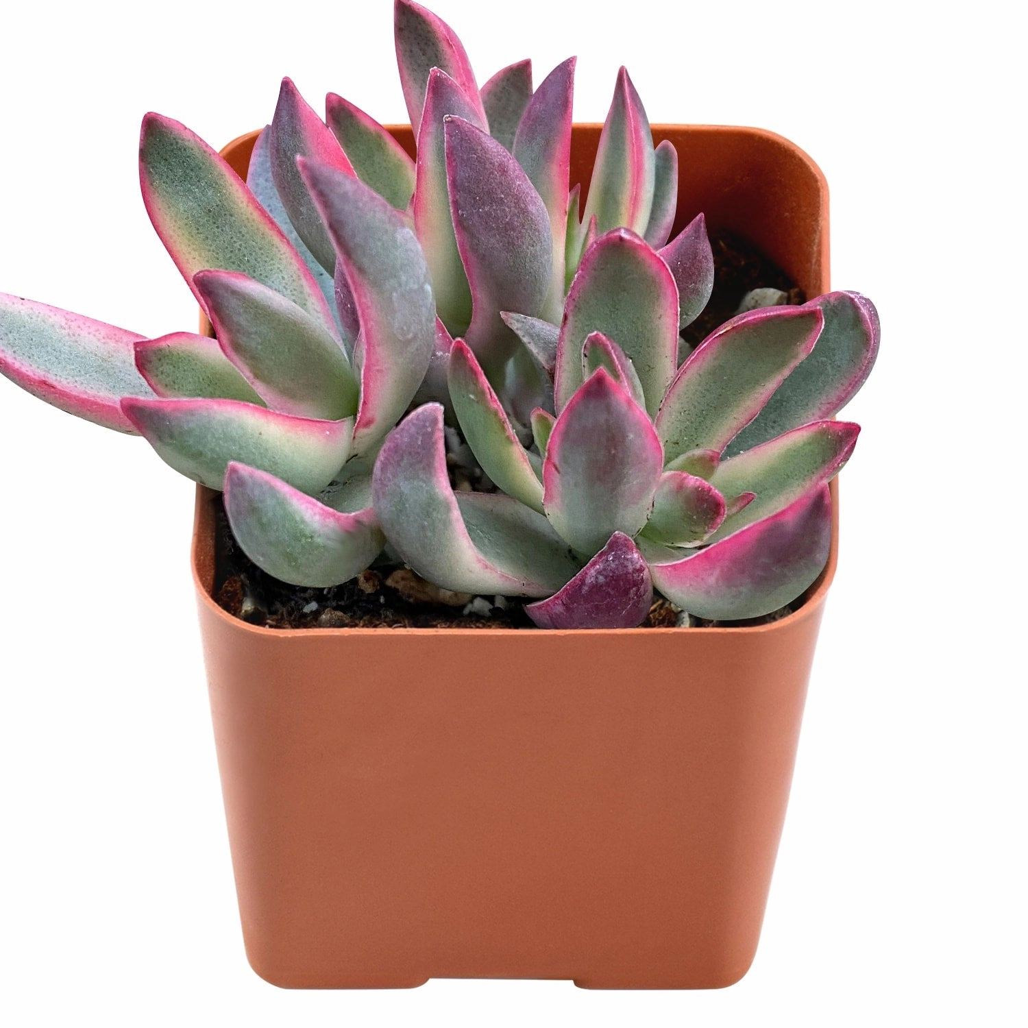 Crassula rubricaulis 'Candy Cane'