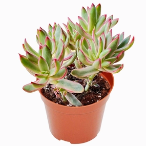 Crassula rubricaulis 'Candy Cane' (4 inch) mini ornamental plant  