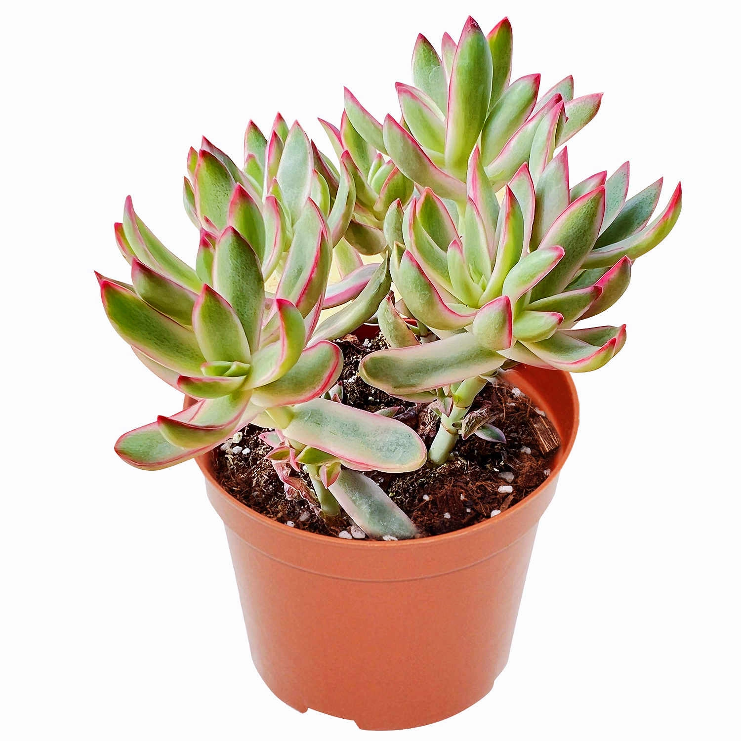 Crassula rubricaulis 'Candy Cane' (4 inch) mini ornamental plant  