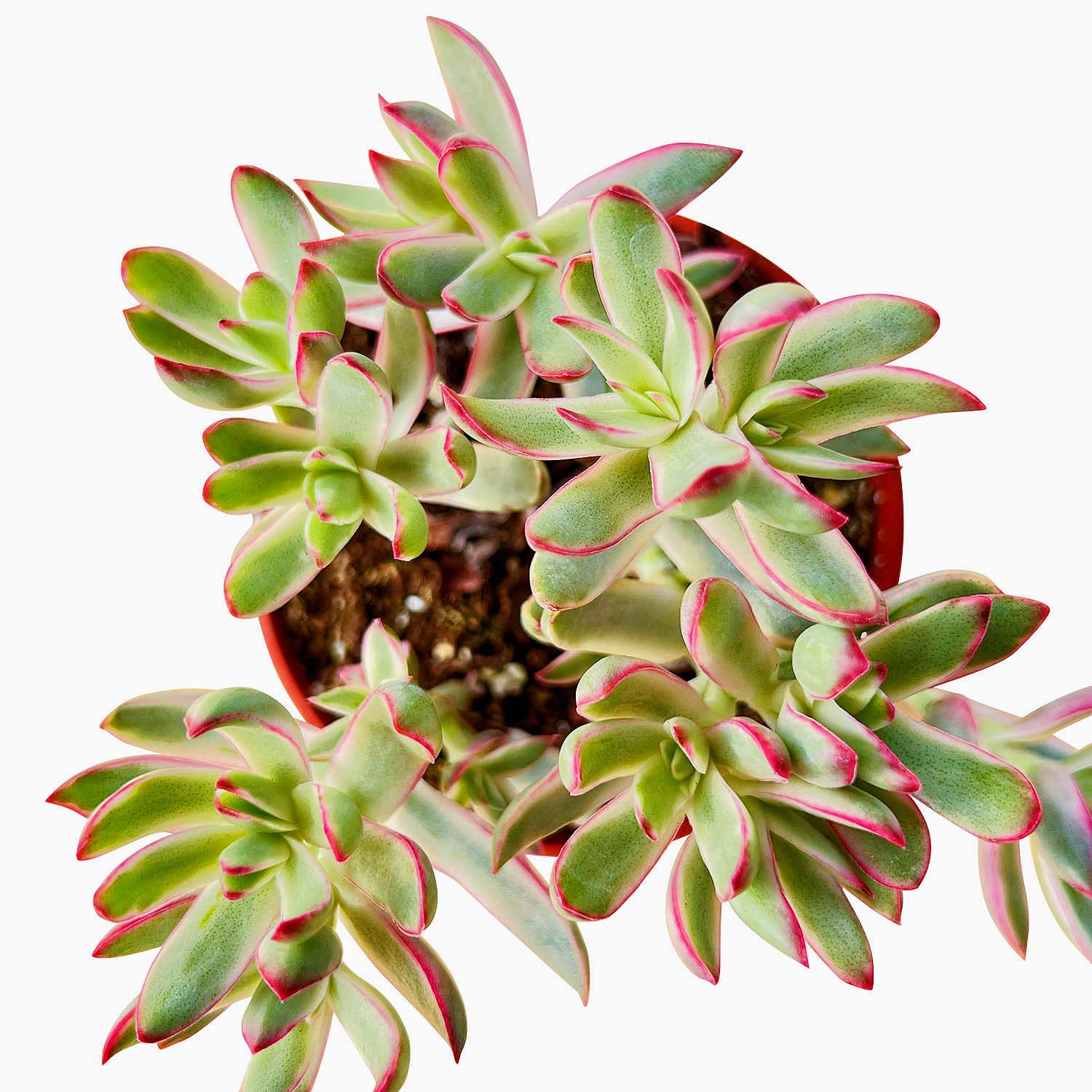 Crassula rubricaulis 'Candy Cane' (4 inch)