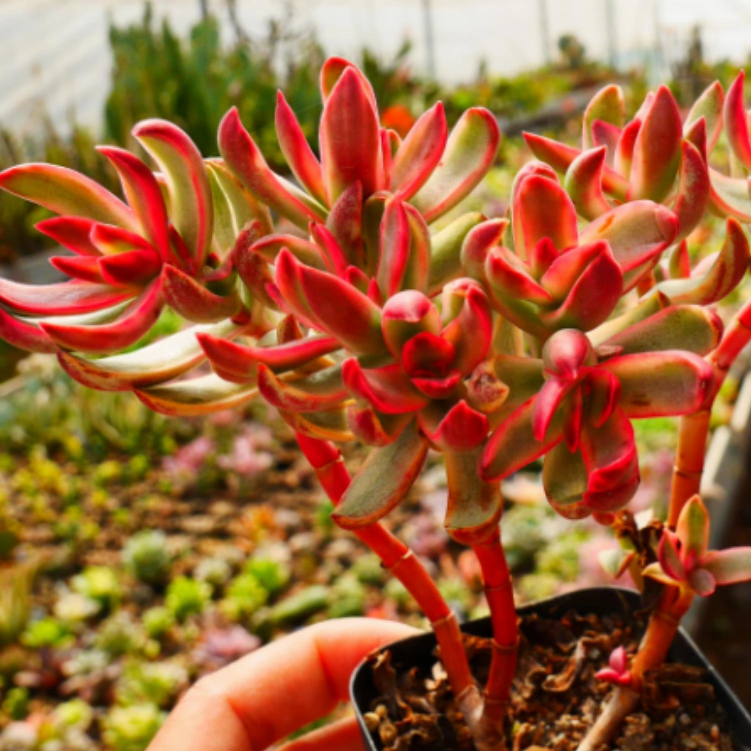 Crassula rubricaulis 'Candy Cane'