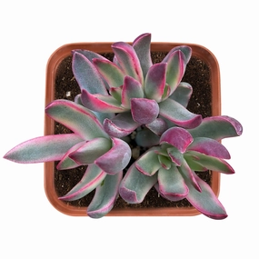 Crassula rubricaulis 'Candy Cane' mini ornamental plant  