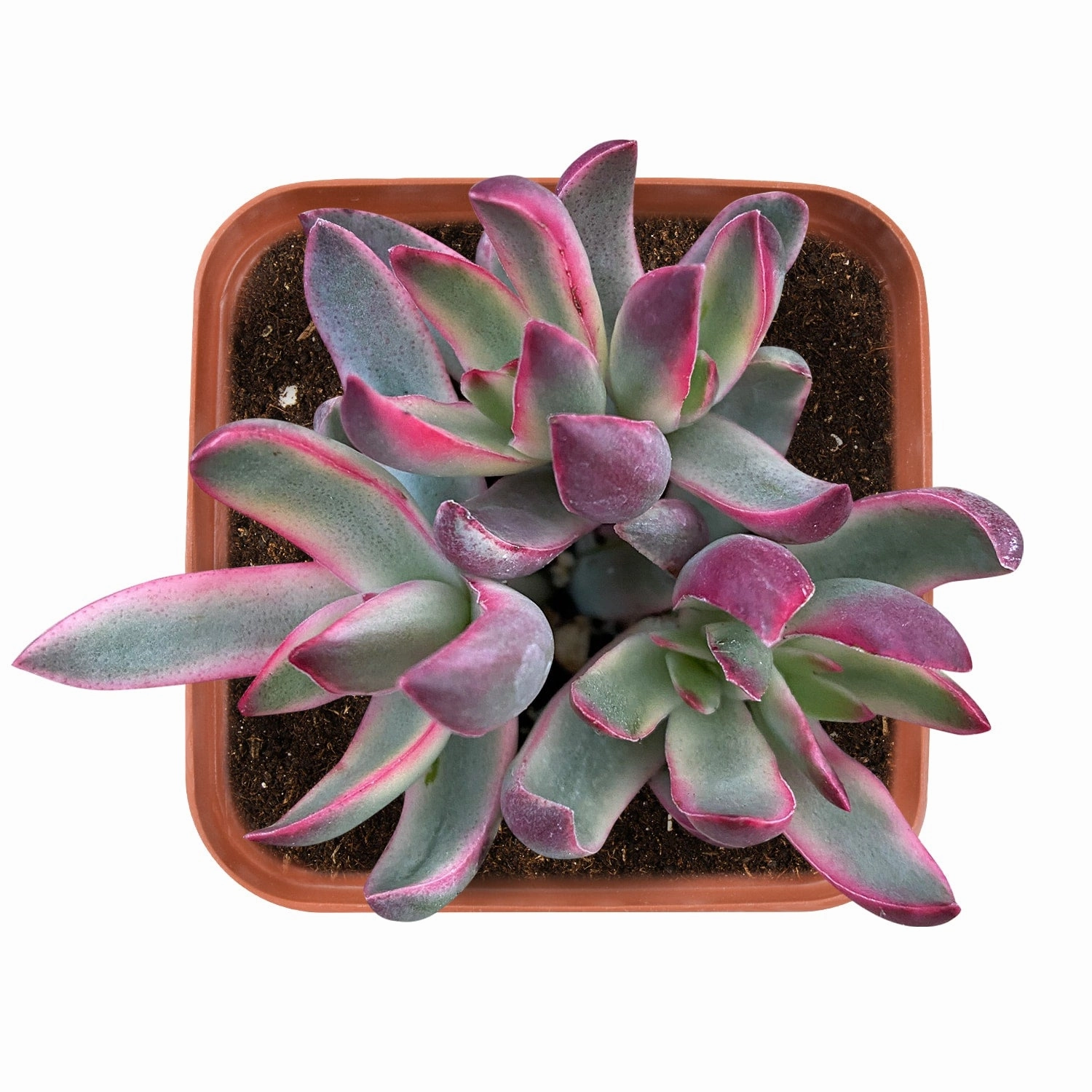 Crassula rubricaulis 'Candy Cane' mini ornamental plant  