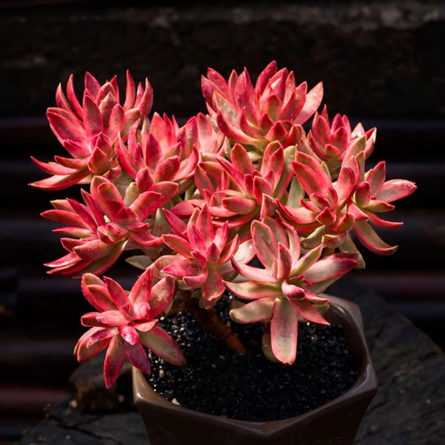 Crassula rubricaulis 'Candy Cane'