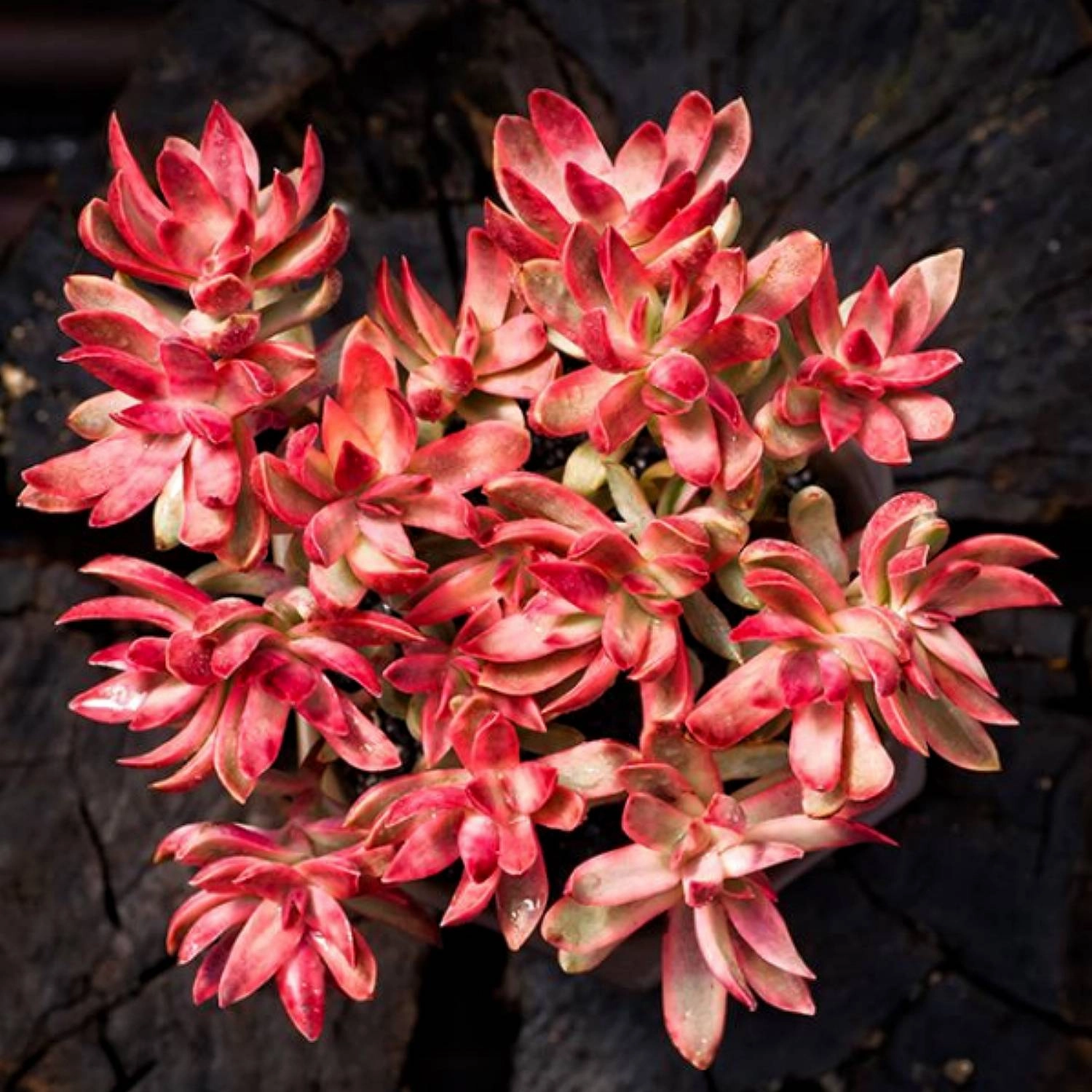 Crassula rubricaulis 'Candy Cane'