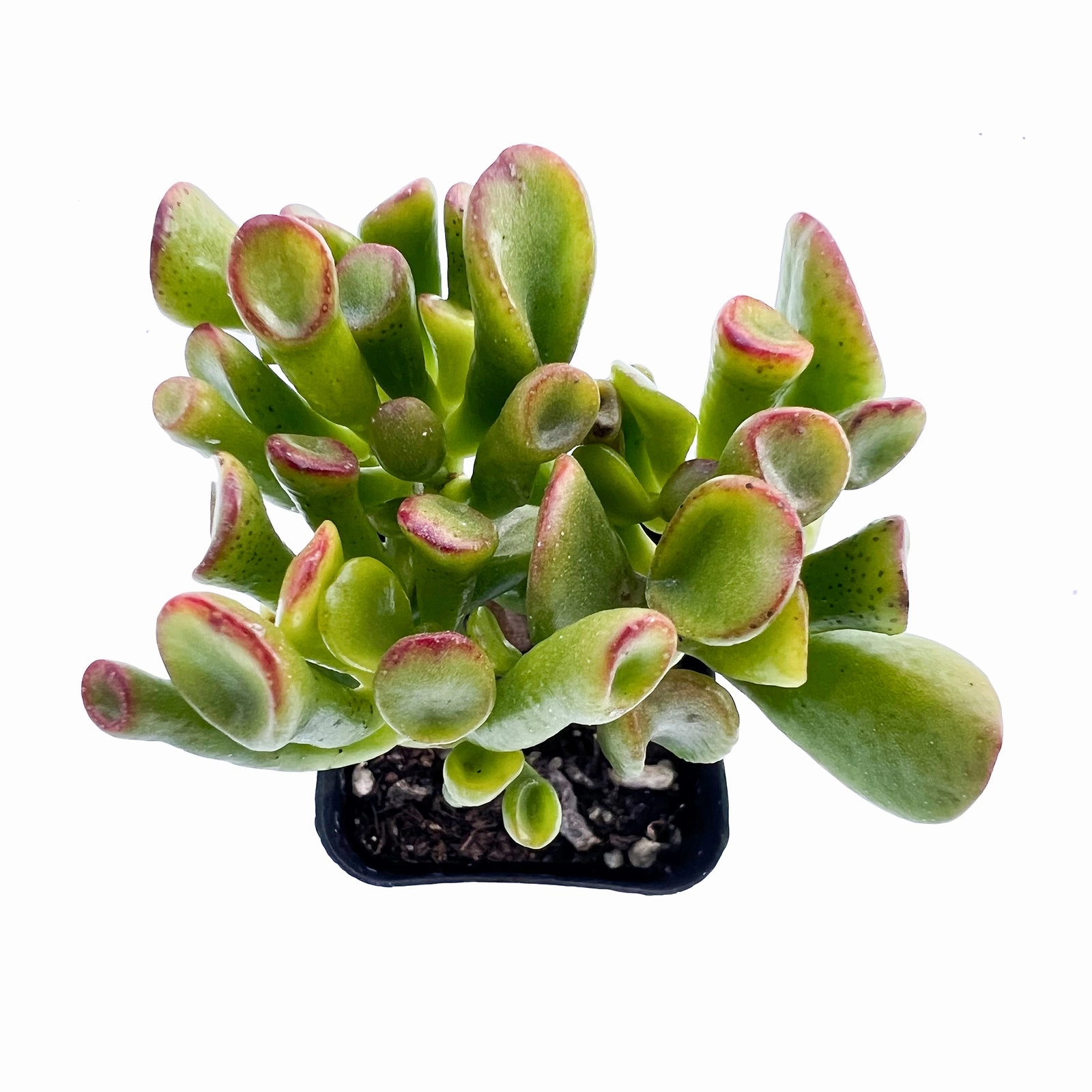 Crassula Shrek's Ear