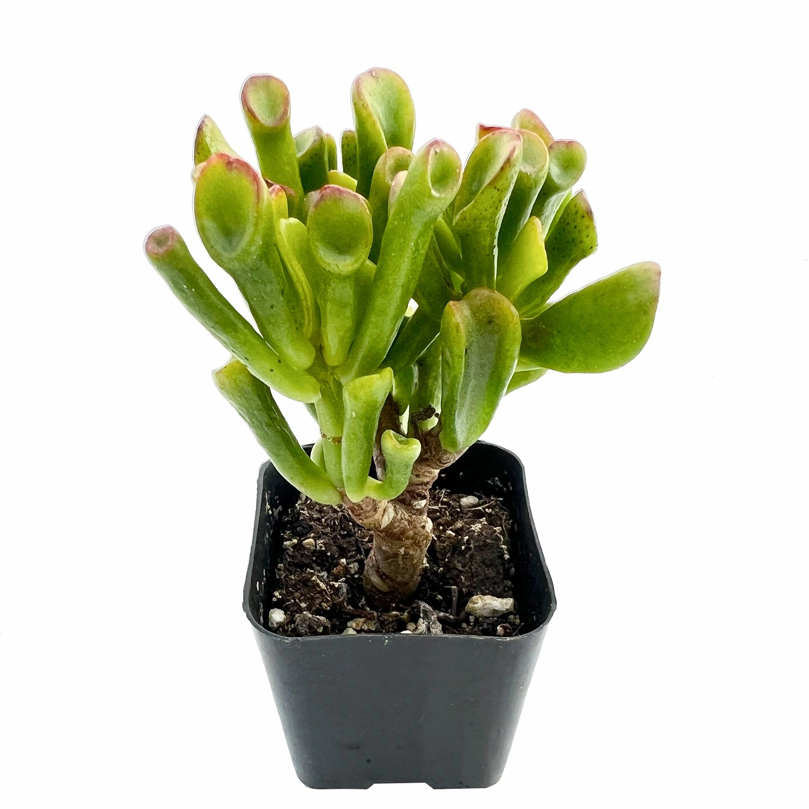 Crassula Shrek's Ear
