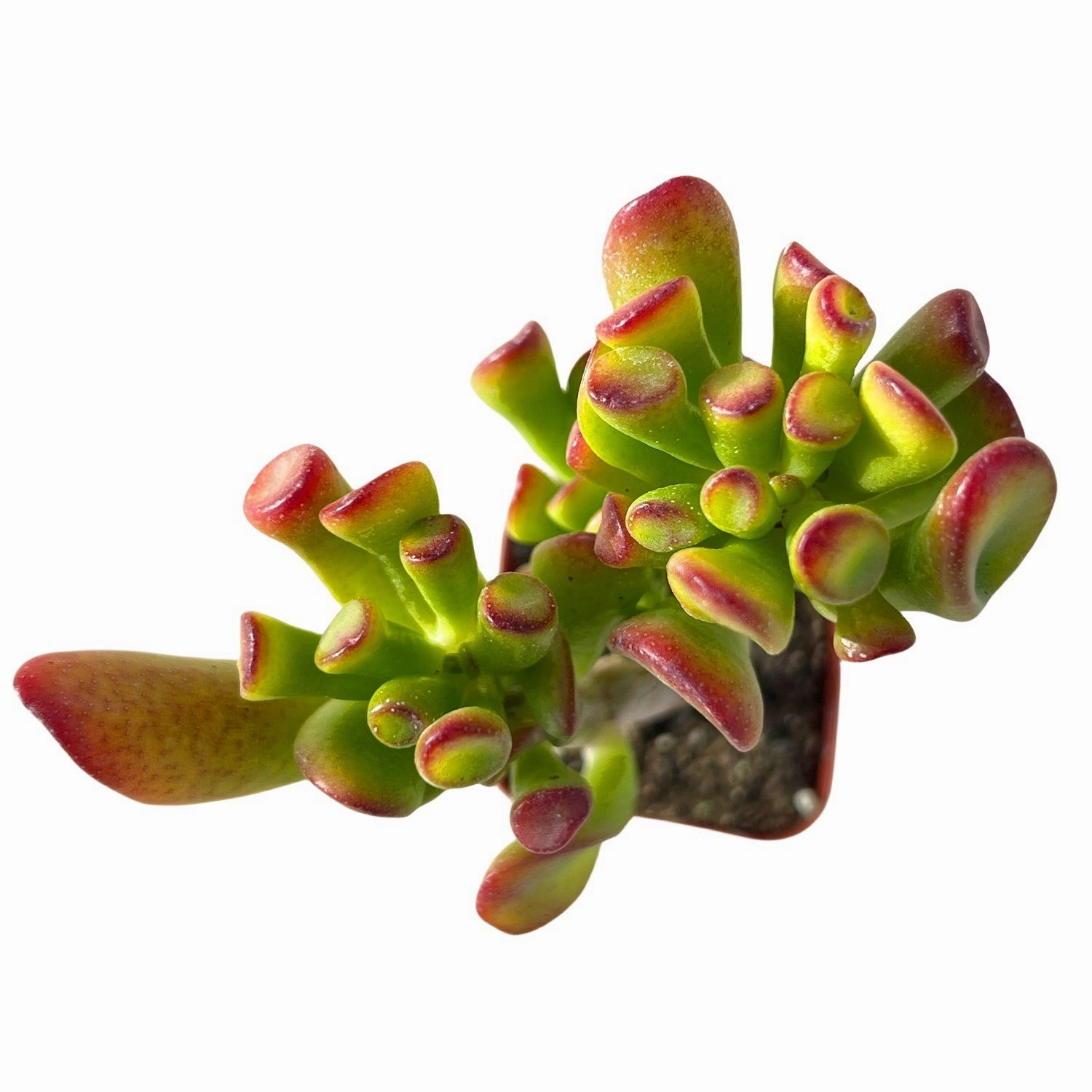 Crassula Shrek's Ear