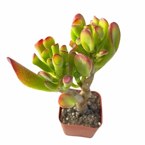 Crassula Shrek's Ear mini ornamental plant  