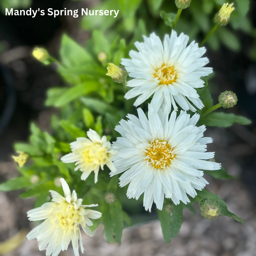 Crazy Daisy Shasta Daisy | Leucanthemum x superbum 'Mt. Hood'