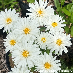 Crazy Daisy Shasta Daisy | Leucanthemum x superbum 'Mt. Hood' traditional flower vase  