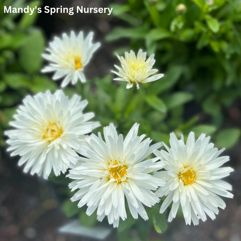 Crazy Daisy Shasta Daisy | Leucanthemum x superbum 'Mt. Hood'