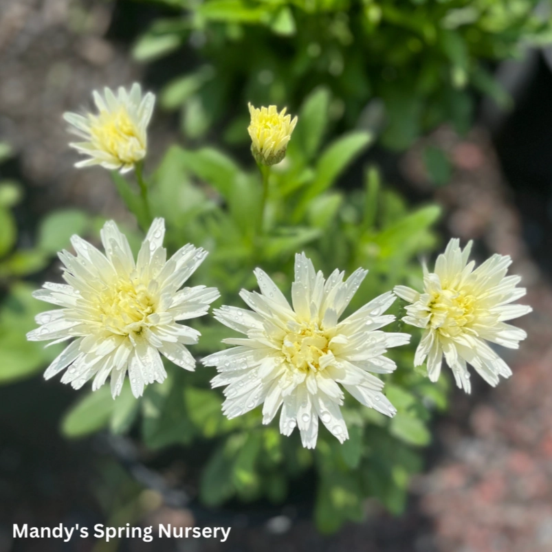 Crazy Daisy Shasta Daisy | Leucanthemum x superbum 'Mt. Hood'