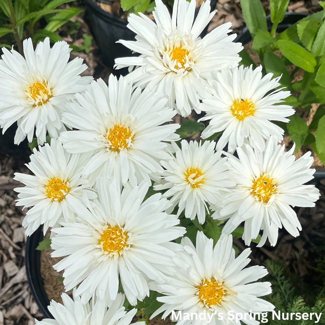 Crazy Daisy Shasta Daisy | Leucanthemum x superbum 'Mt. Hood' traditional flower vase  