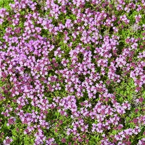 Creeping Thyme | Thymus praecox coccineus single layer plant shelf  