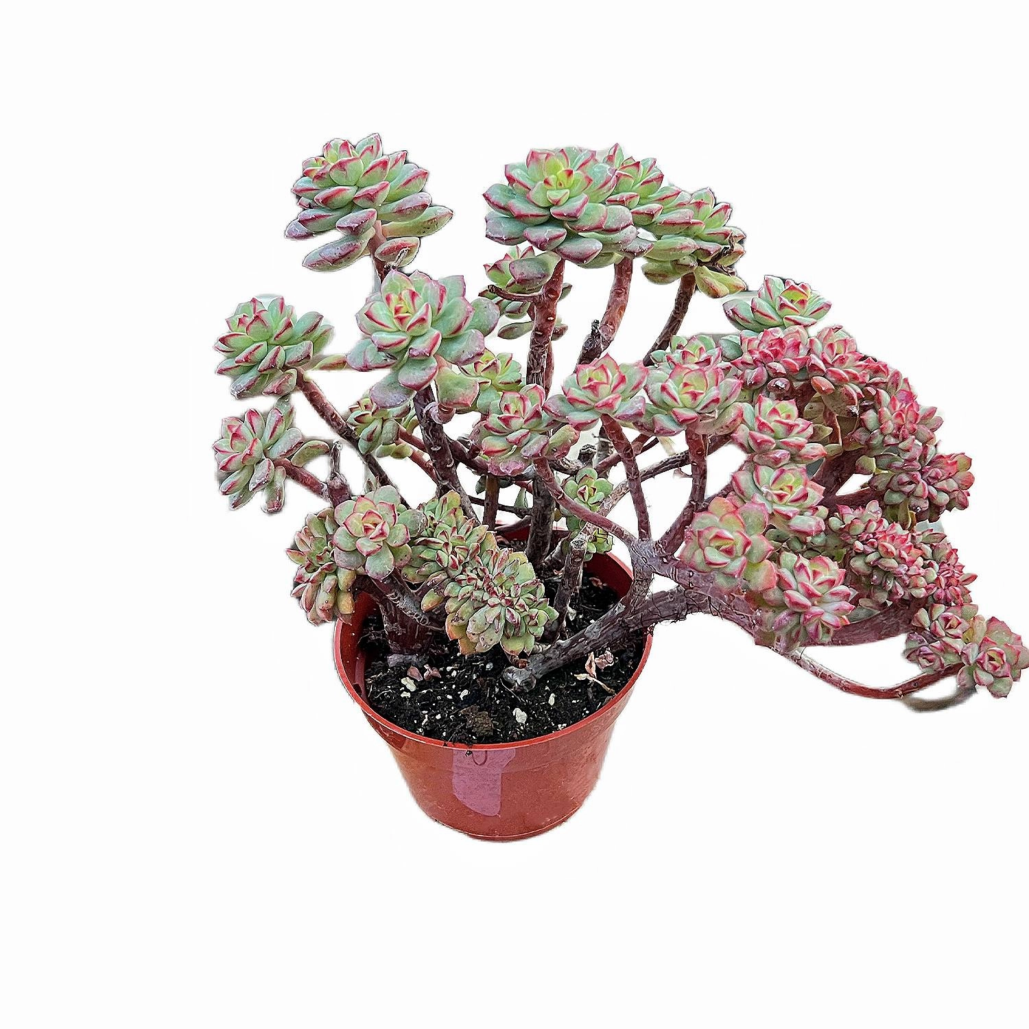 Crested Echeveria 'Tango' (4 inch)(Limited)