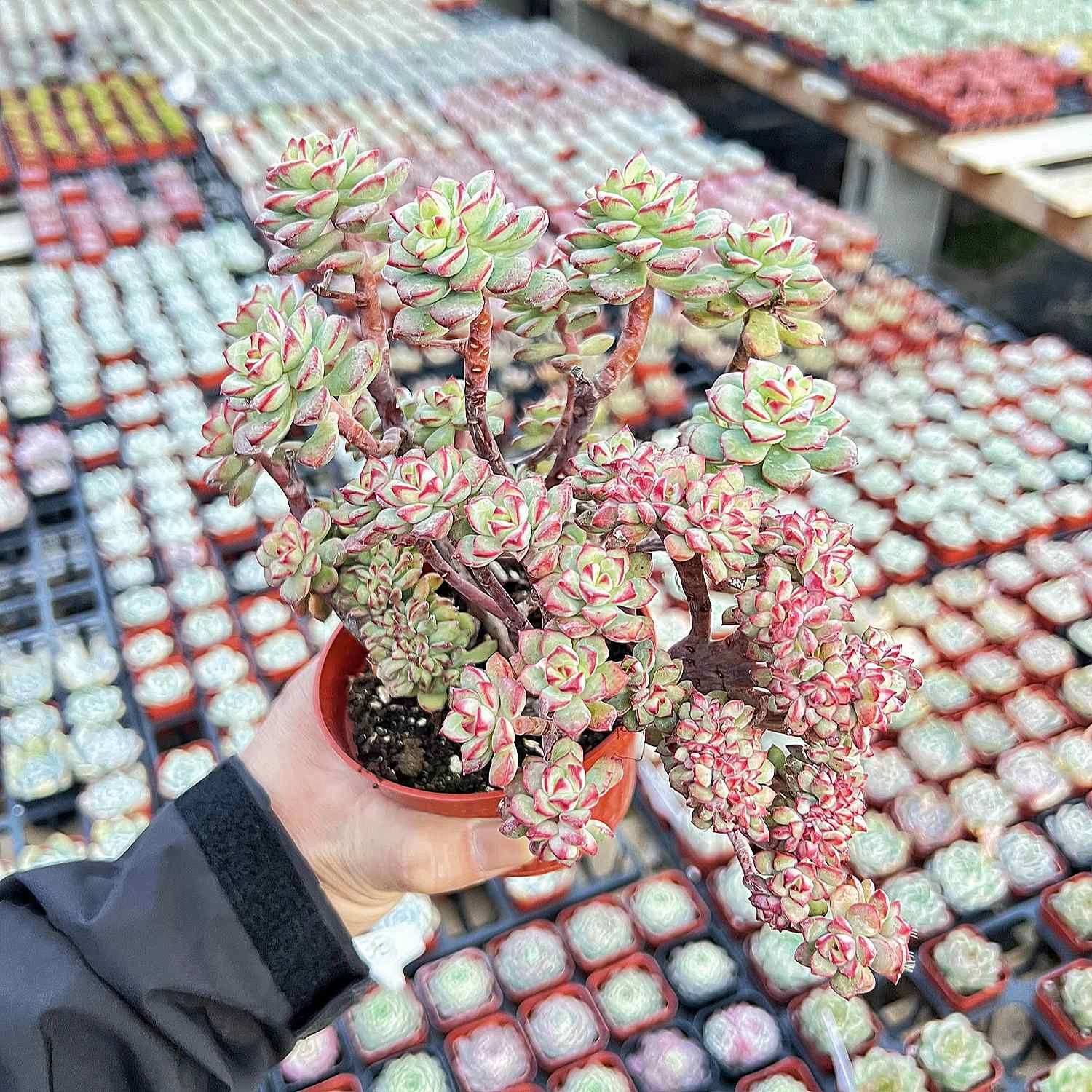 Crested Echeveria 'Tango' (4 inch)(Limited)