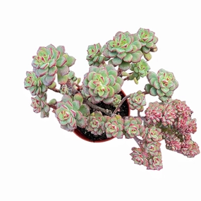 Crested Echeveria 'Tango' (4 inch)(Limited) mini ornamental plant  