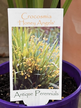 Crocosmia 'Honey Angel' small flower pot  