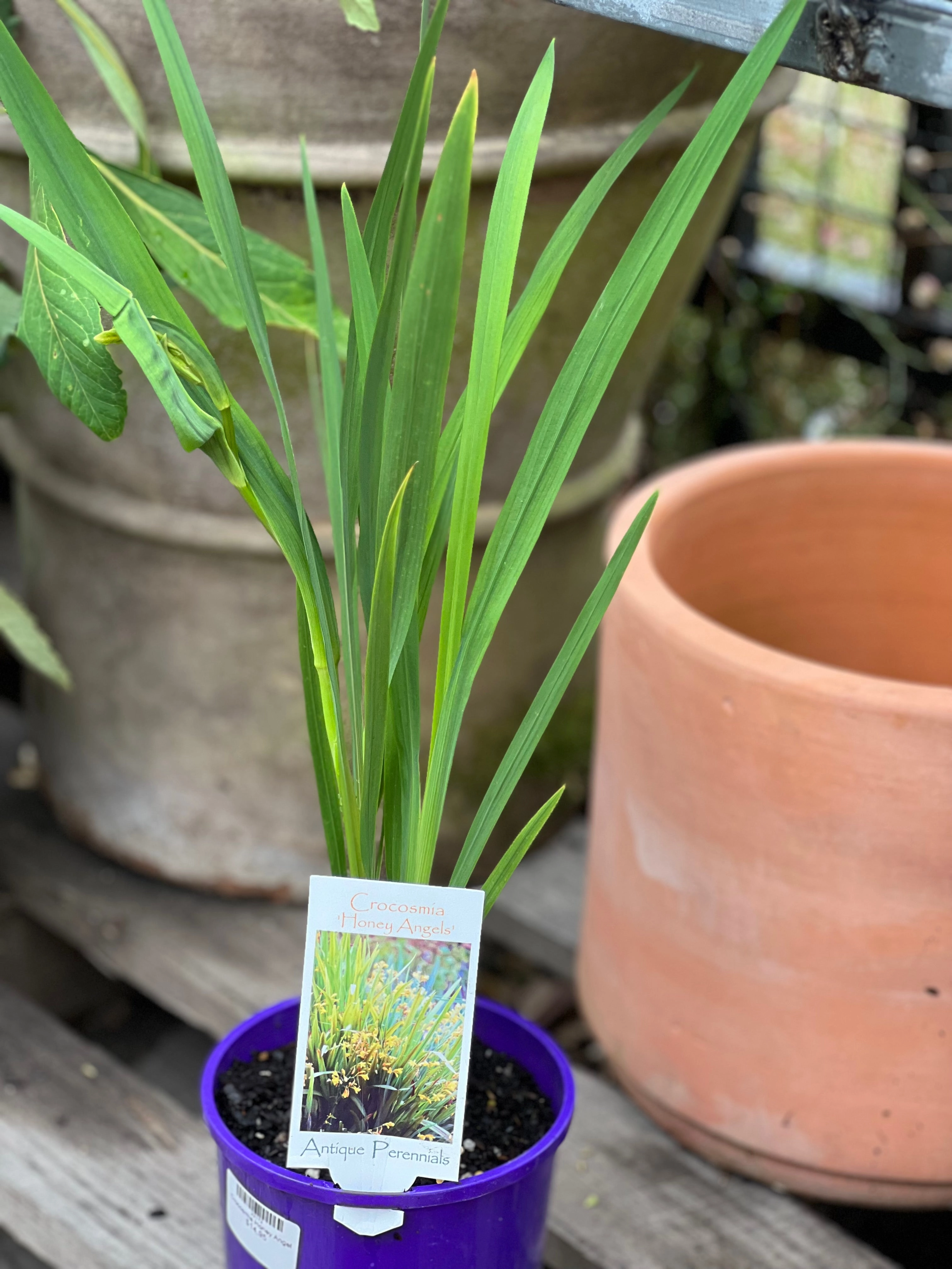 Crocosmia 'Honey Angel'