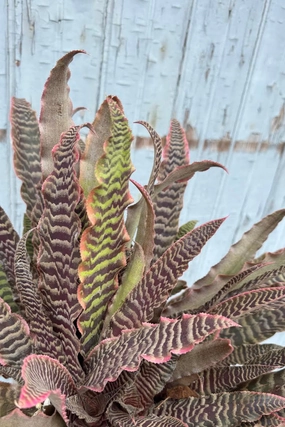 Cryptanthus 'Elaine' 6" medium flower pot  
