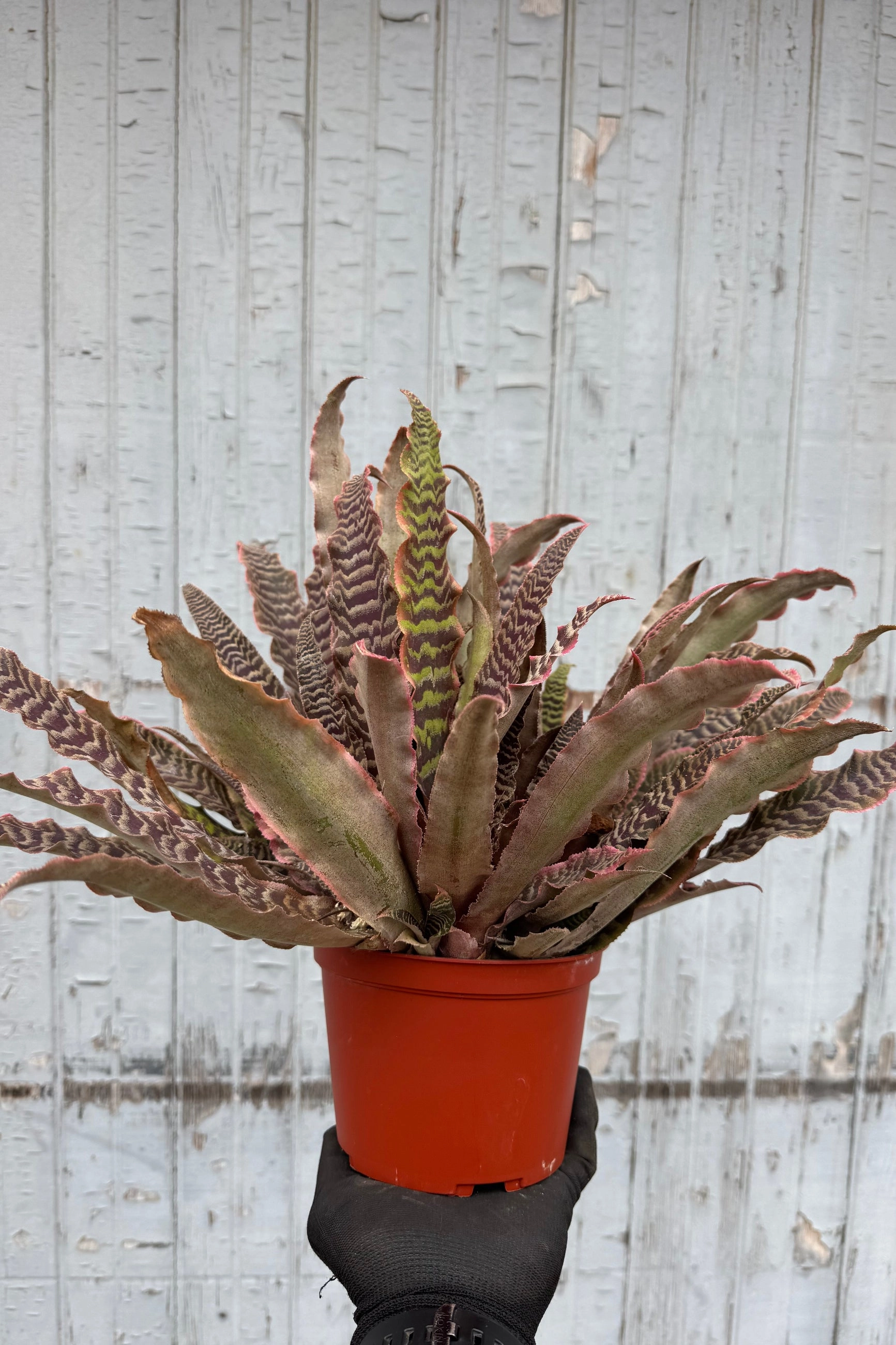 Cryptanthus 'Elaine' 6"