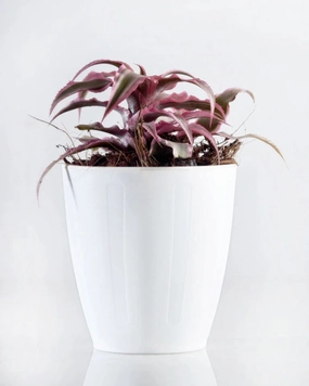 Cryptanthus Pink (Earthstar Plant) medium flower pot  