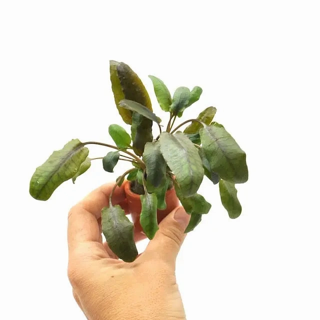 Cryptocoryne wendtii Tropica large flower pot  