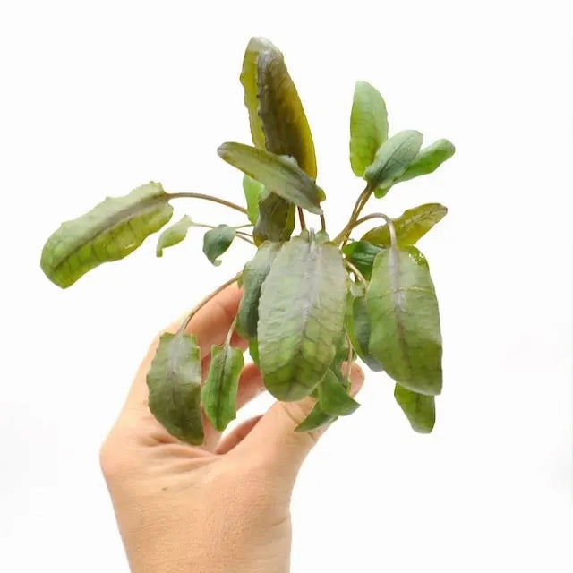 Cryptocoryne wendtii Tropica