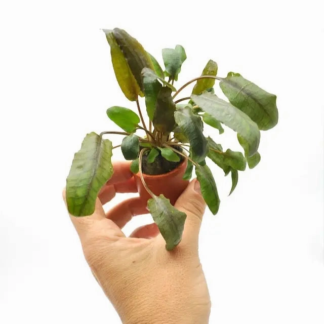 Cryptocoryne wendtii Tropica