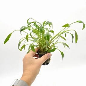 Cryptocoryne willisii large flower pot  