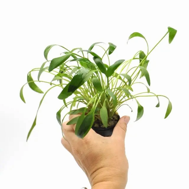 Cryptocoryne willisii