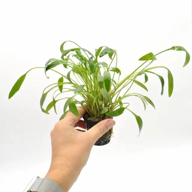 Cryptocoryne willisii large flower pot  