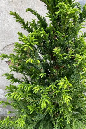 Cryptomeria japonica 'Black Dragon' #6 decorative flowerpot  