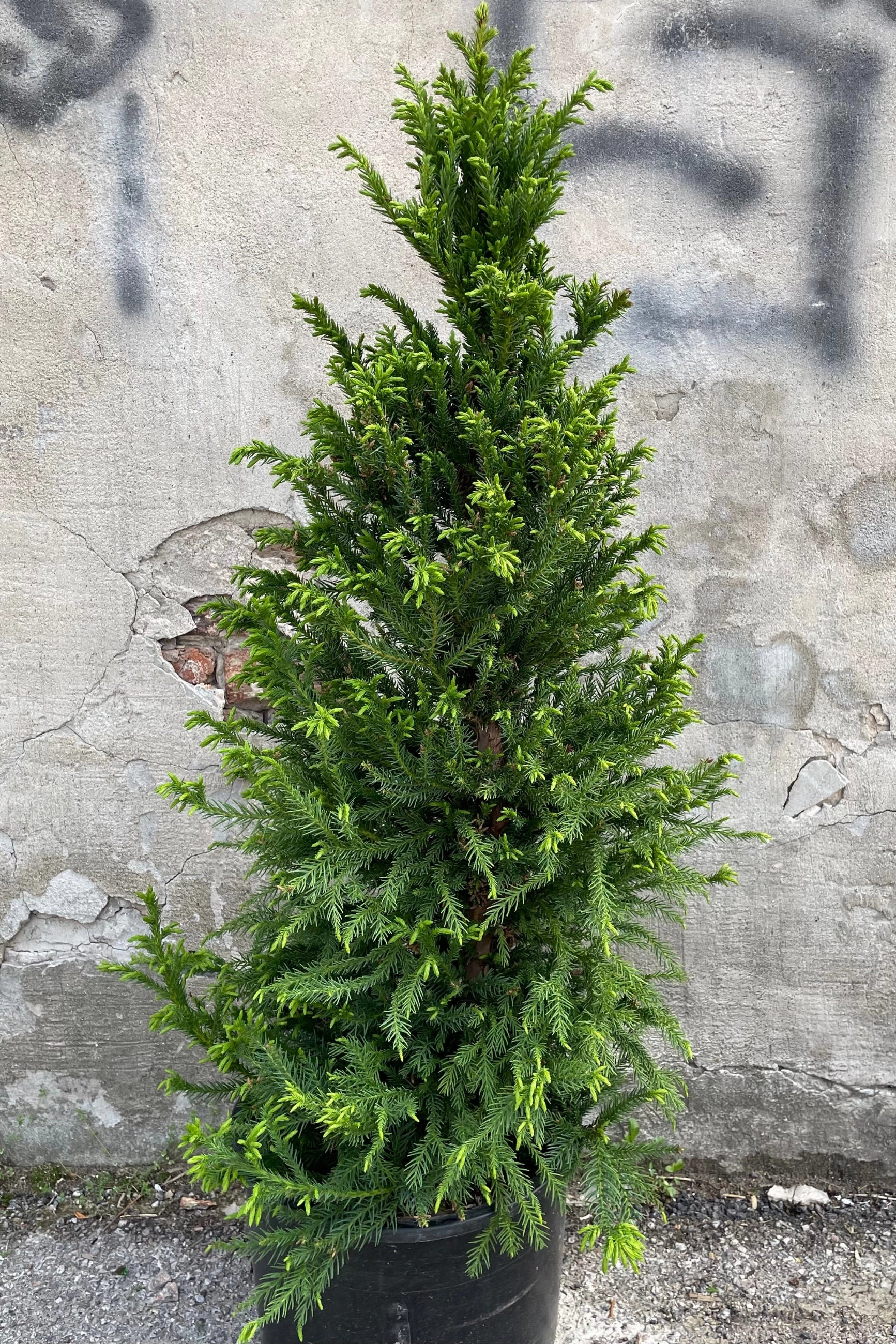 Cryptomeria japonica 'Black Dragon' #6