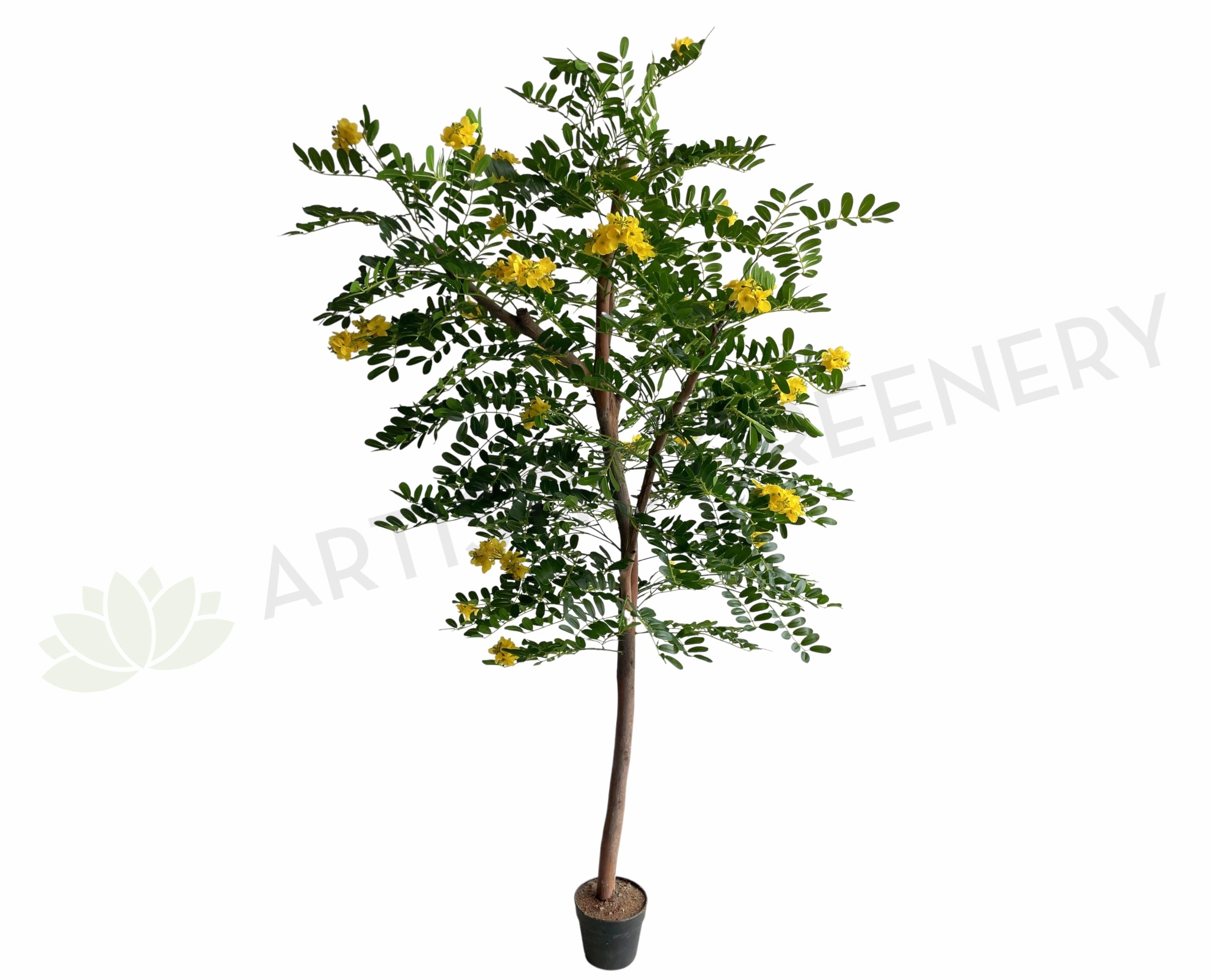 CT002 Pagoda Tree 180cm sun perennial  