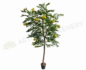 CT002 Pagoda Tree 180cm sun perennial  