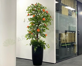 CT003 Rose Tree 160cm Orange sun perennial  