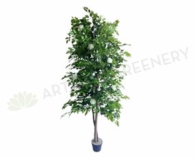 CT003 Rose Tree 160cm White sun perennial  