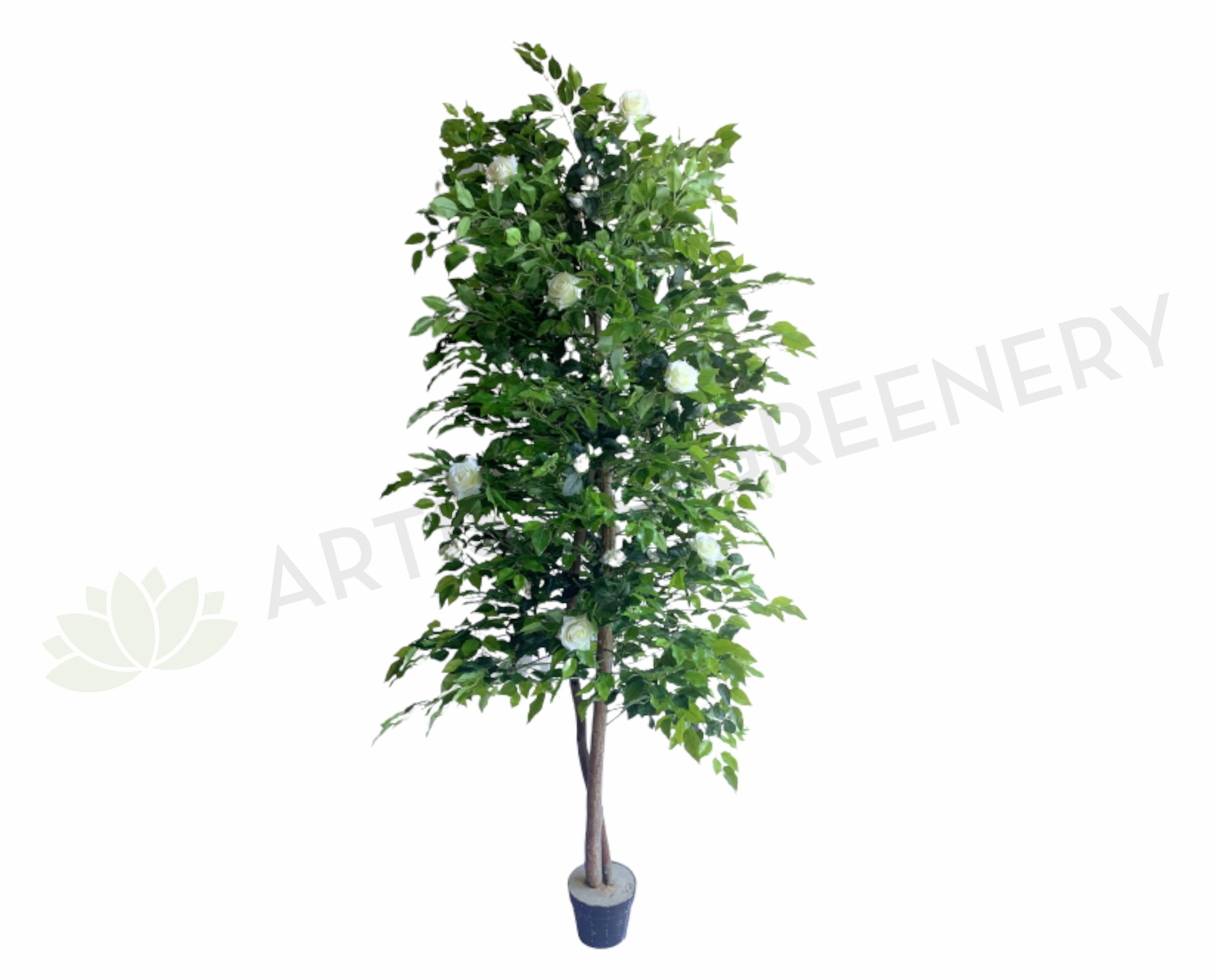 CT003 Rose Tree 160cm White sun perennial  